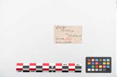 Etiketten zu Bronzekugelkopfnadel (NHMW-PRAE-024191)